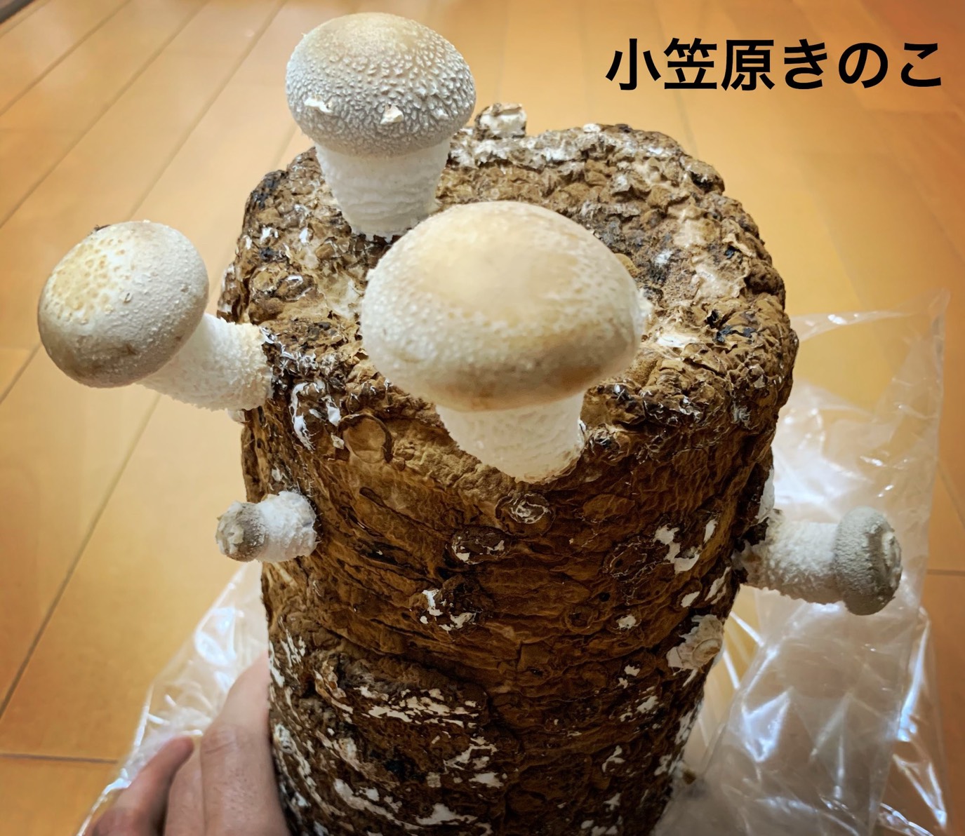 【俳優のおうち時間】橋本真一が「#シイタケつなぎ」ツイートに込めた密かな思いとファンへのエール イメージ画像