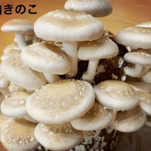 【俳優のおうち時間】橋本真一が「#シイタケつなぎ」ツイートに込めた密かな思いとファンへのエール イメージ画像