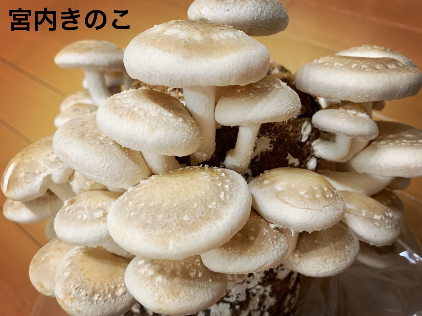 【俳優のおうち時間】橋本真一が「#シイタケつなぎ」ツイートに込めた密かな思いとファンへのエール イメージ画像