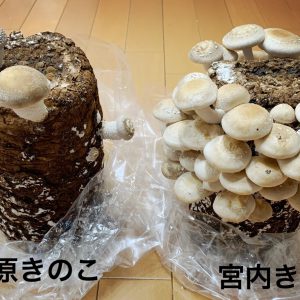 【俳優のおうち時間】橋本真一が「#シイタケつなぎ」ツイートに込めた密かな思いとファンへのエール イメージ画像